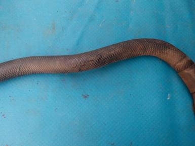 Тонкие дренажные шланги, Suzuki, GSF 400 Bandit, 1996, 0, 0