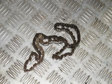 Цепь ГРМ, Suzuki, GSX R 750, 1999, 0, 0