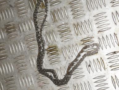 Цепь ГРМ, Kawasaki, ZX 6 R Ninja, 2001, 0, 0