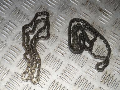 Цепь ГРМ, Suzuki, VS 750 Intruder, 1988, 0, 0